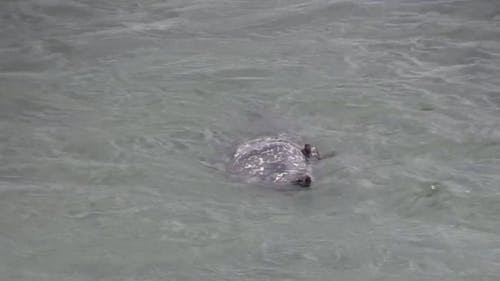 海豹袭击海鸥 · 免费素材视频