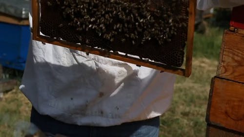 蜂蜜生产视频 · 免费素材视频