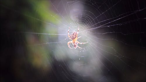 关闭了蜘蛛的视频 · 免费素材视频