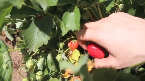 白天采摘草莓 · 免费素材视频