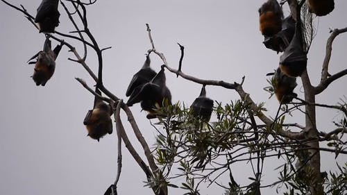蝙蝠挂在树枝上 · 免费素材视频