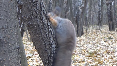 松鼠在树上吃 · 免费素材视频