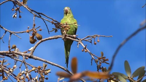 鹦鹉鸟的录像 · 免费素材视频