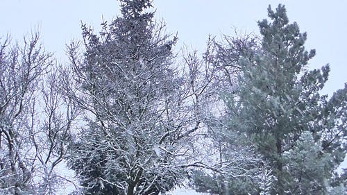 冬雪视频 · 免费素材视频