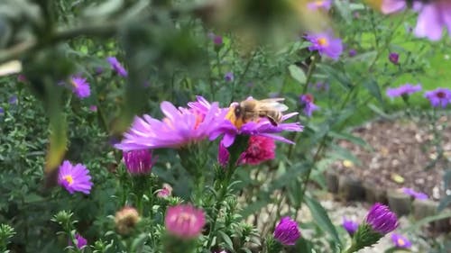 蜜蜂收获花蜜 · 免费素材视频