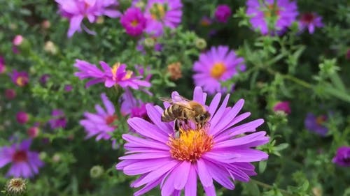蜜蜂授粉 · 免费素材视频