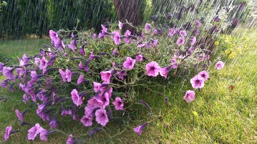 浇水紫色花 · 免费素材视频