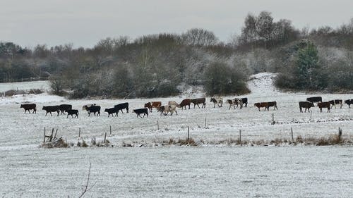 冬天的牛群 · 免费素材视频