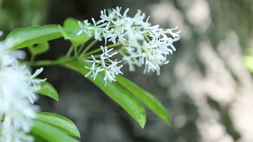关闭了白花视频 · 免费素材视频