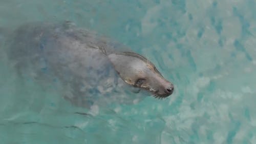海豹游泳录像 · 免费素材视频
