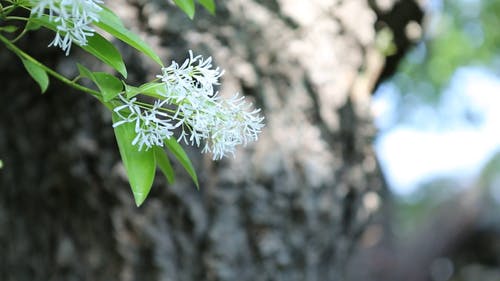 关闭了花的视频 · 免费素材视频