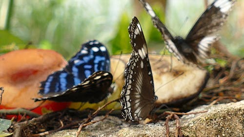 地面上的蝴蝶 · 免费素材视频