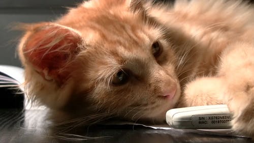 可爱的猫睡着了 · 免费素材视频