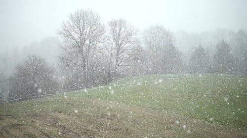 冬季有雾的下雪天 · 免费素材视频