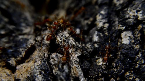 蚂蚁特写镜头 · 免费素材视频