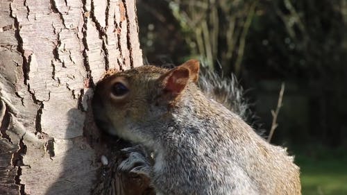 松鼠从树干吃 · 免费素材视频