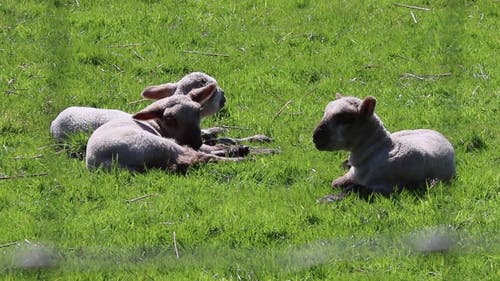 羊在地上休息 · 免费素材视频