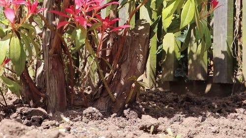 地面上的鸟 · 免费素材视频