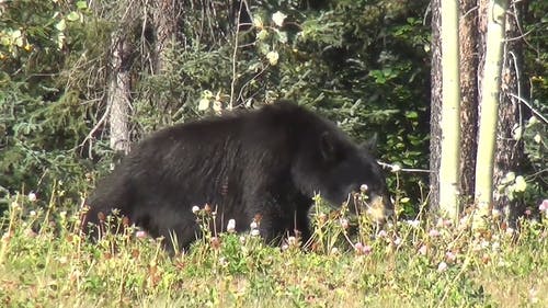 熊在森林里 · 免费素材视频