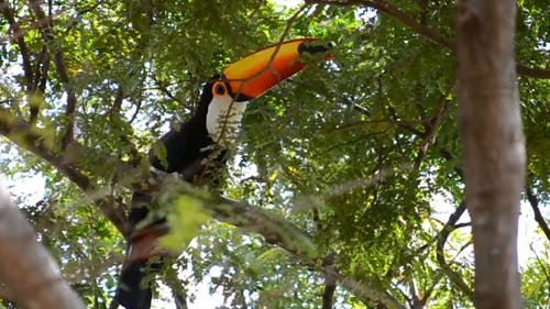Tucano Bird的录像 · 免费素材视频