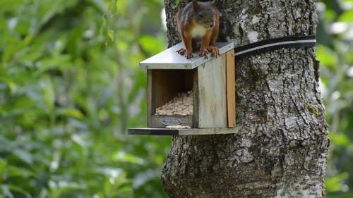松鼠吃 · 免费素材视频