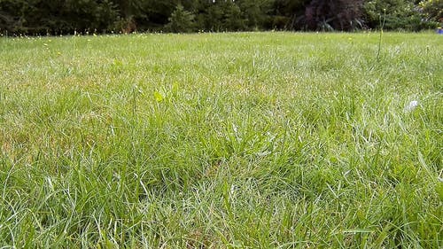 在绿色草地上的鸟 · 免费素材视频