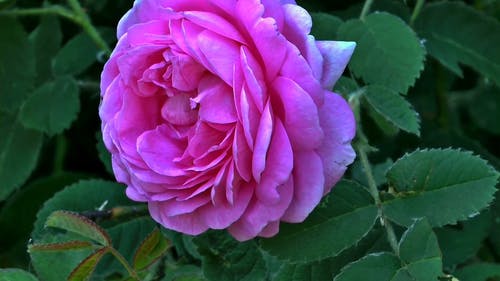 粉红色的玫瑰花朵的特写 · 免费素材视频