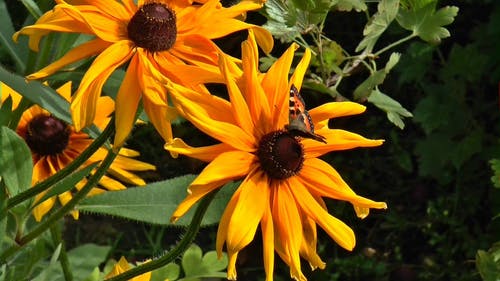 美丽的黄色花朵和一只蝴蝶 · 免费素材视频
