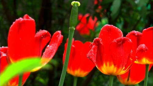 不同花朵的录像 · 免费素材视频