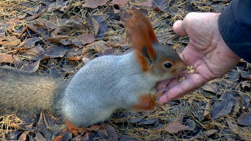 人类喂养小松鼠 · 免费素材视频