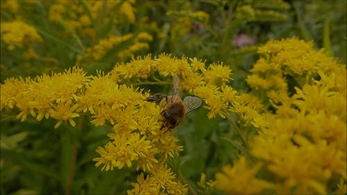 蜜蜂授粉 · 免费素材视频