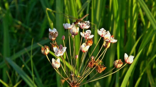 蜻蜓和蜜蜂 · 免费素材视频