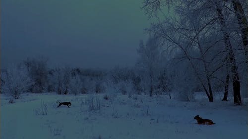 冬季的顽皮狗 · 免费素材视频