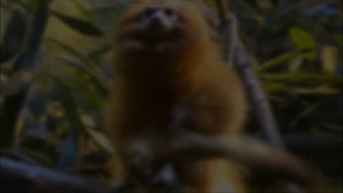 猴子的录像 · 免费素材视频