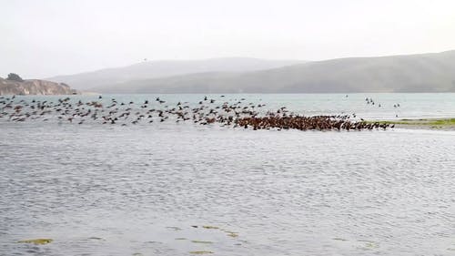 群海中的鸟 · 免费素材视频