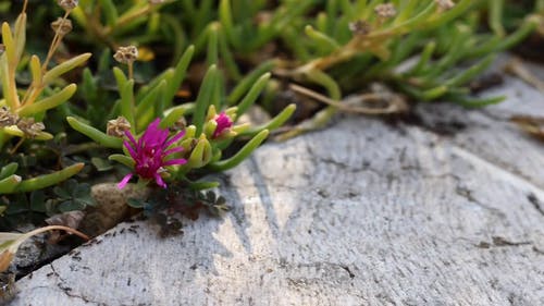 时间流逝的蚂蚁爬行 · 免费素材视频