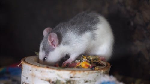 仓鼠吃 · 免费素材视频