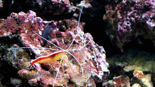 水下虾的镜头 · 免费素材视频