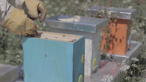 养蜂场 · 免费素材视频