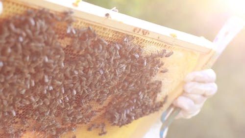 蜜蜂 · 免费素材视频