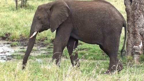 大象的镜头 · 免费素材视频