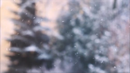 雪飘落 · 免费素材视频