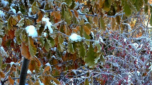 树叶上的雪 · 免费素材视频