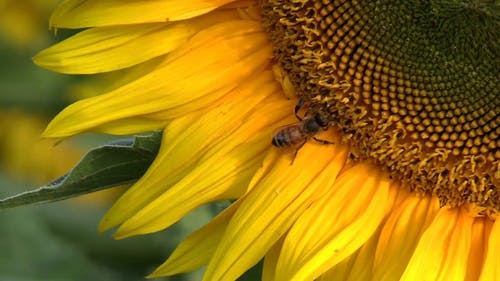 关闭了一只蜜蜂在黄色花上的视频 · 免费素材视频