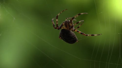 蜘蛛视频 · 免费素材视频