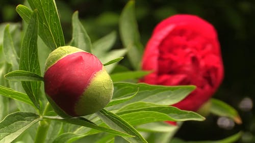 罂粟花和芽视频 · 免费素材视频