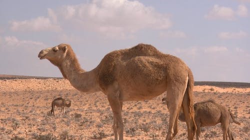 骆驼的视频 · 免费素材视频