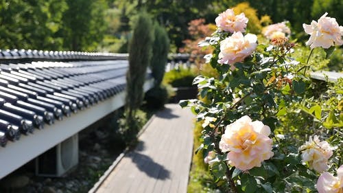 花的微距照片 · 免费素材视频