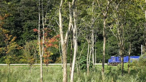 火车穿过树木 · 免费素材视频