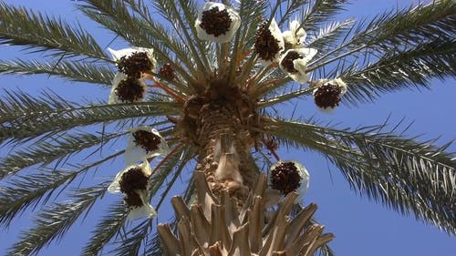 低角度拍摄的枣椰子树 · 免费素材视频